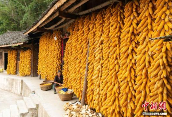 中国玉米再获丰收 东北产量超1.1亿吨