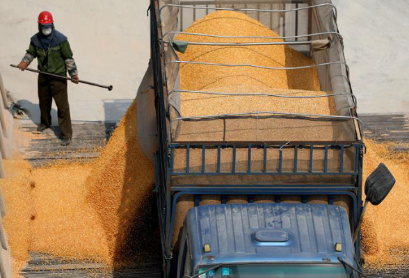国家粮食交易平台累计销售政策性粮食超1亿吨 有效保障市场供应