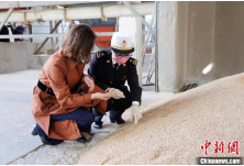 宁夏首次进口立陶宛小麦