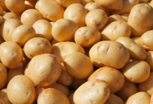 小土豆为何成为代表委员眼中的“金豆豆”