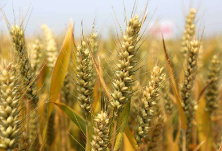 藏粮于技，小麦玉米生产能力再提高不是问题