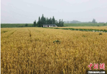 洞庭湖湖区荒地土丘长出“金麦穗”