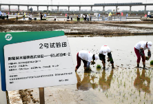 海水稻科研推广迎来关键之年