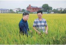 湖南：持续发力“单改双”　稳粮增收有保障