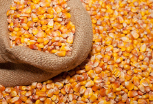 玉米期货 9月合约走高有阻力