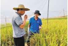 永州市政协农业和农村委员会调研全市粮食生产工作