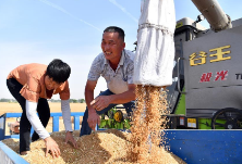 长沙市粮食收购工作电视电话会议召开