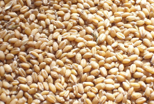 下周最低收购价小麦投放量增加100万吨