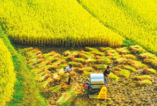 粮食生产中这个环节损失降低1%，可节约粮食663.84万吨！