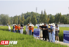 万里挑一育好种 湖南优质稻面积不断扩大