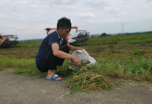 颗粒归仓为何难实现？我国粮食收割环节损失惊人