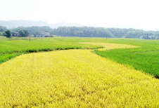 口粮、夏粮、秋粮：粮食“三交底”