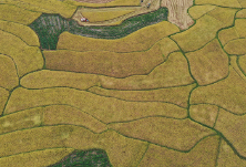 安徽上线“水稻地图”为优质粮产销“导航”