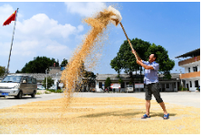 节粮减损，将粮食最大化利用——来自粮食仓储、加工等环节的一线调研