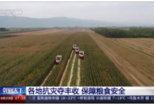 今年我国粮食再获丰收：各地抗灾夺丰收 保障粮食安全