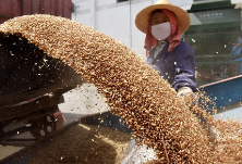 阳卫国在渌口区、天元区督查时强调  牢牢守住粮食和食品安全底线