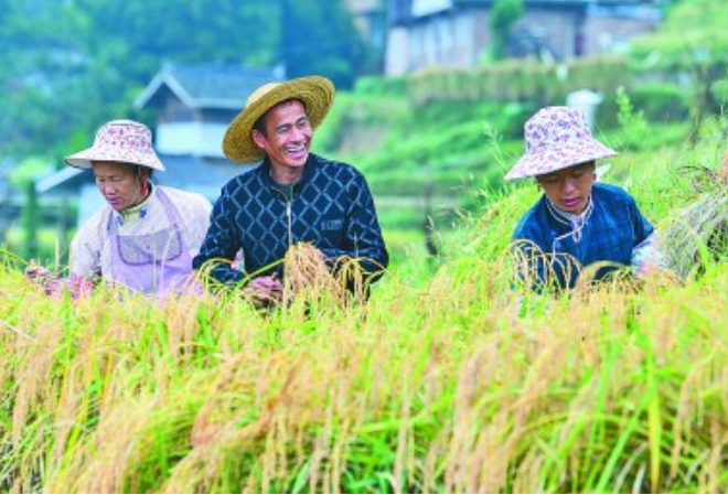 透视小种子背后的大战略——一国粮食安全，系于种质资源