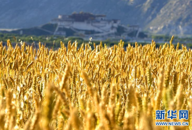 这五年，西藏粮食产量累计超过500万吨