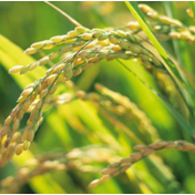福建利用基因组选择技术改良水稻品种