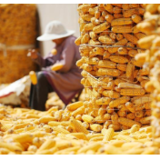 粮食统营促丰收变现 