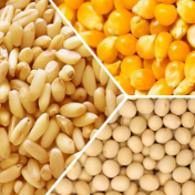 芝加哥农产品期价12日上涨