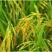 常德推动粮食生产高质量发展 “洞庭粮仓”又获丰收