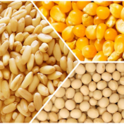 芝加哥农产品期价3日下跌