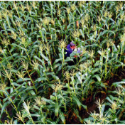 盐碱地上争“粮王”