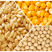 芝加哥农产品期价10日涨跌不一