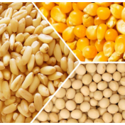 芝加哥农产品期价13日涨跌不一