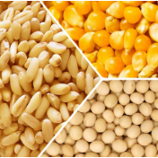 芝加哥农产品期价14日涨跌不一