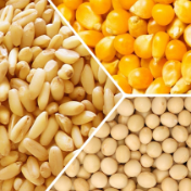 芝加哥农产品期价16日上涨