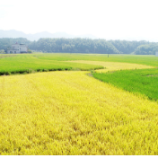 株洲：扛稳政治责任 全力做好粮食安全工作