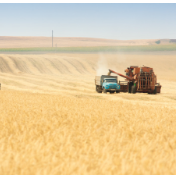 我国稳粮增粮体系机制卓有成效