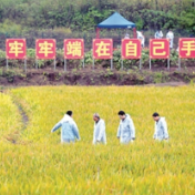 国际粮食市场波动明显加剧 我国如何牢牢守住保障粮食安全的底线？