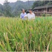 用心谋划 用情走访 用力干事——湖南省粮食和物资储备局乡村振兴工作纪实