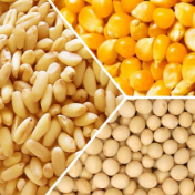 芝加哥农产品期价3日涨跌不一