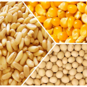 芝加哥农产品期价6日涨跌不一