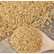 地储采购进入高峰 中晚稻价继续走强  