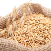 政策性小麦保供稳价才是最大目的