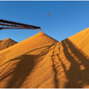 收购高峰，秋粮咋卖个好价钱