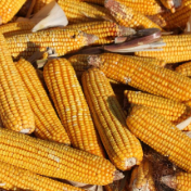 我国粮食进口创历史新高！突破1.5亿吨