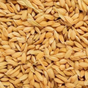 秋粮收购市场平稳有序