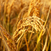 秋粮收购进入高峰