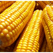 玉米进口与替代规模到底有多大