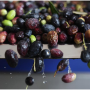 一颗油橄榄的“致富经”