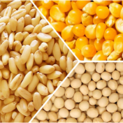 芝加哥农产品期价8日涨跌不一