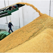 中储粮已累计完成中晚稻最低收购价收购453.6万吨