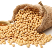 河南省大豆新品种“豆坚强”受热捧