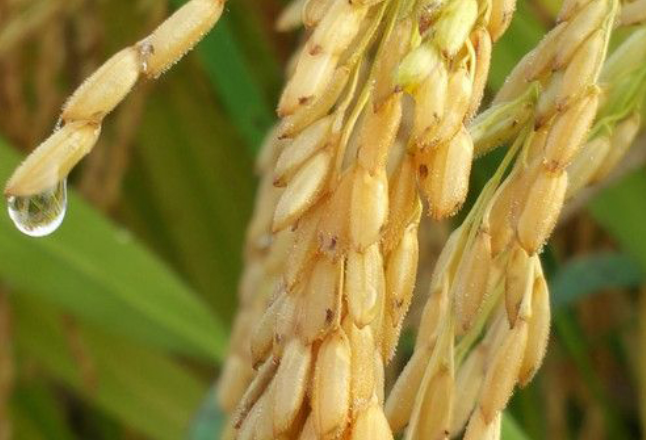 全球首个水稻“种”白蛋白生产线在汉开建